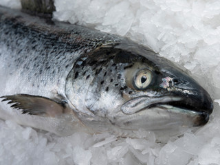 salmon fish lying