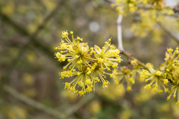 Cornelian Cherry Flowers in Bloom in Winter