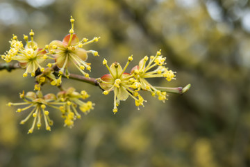 Cornelian Cherry Flowers in Bloom in Winter