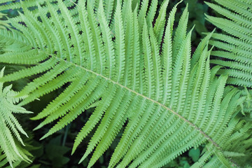 Juicy bright saturated greenery in a rainforest.The large leaves of the flower. Fern leaves.