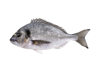 dorado fish isolated on white
