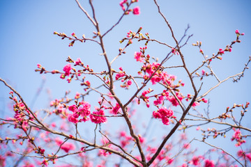 Cherry blossom in Tai'an, Miaoli, Taiwan