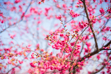 Cherry blossom in Tai'an, Miaoli, Taiwan