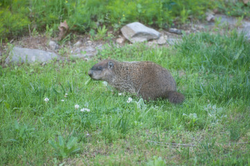 Groundhog in eating a leaf in garden in spring 