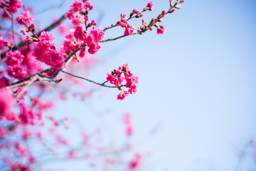 Cherry blossom in Tai'an, Miaoli, Taiwan