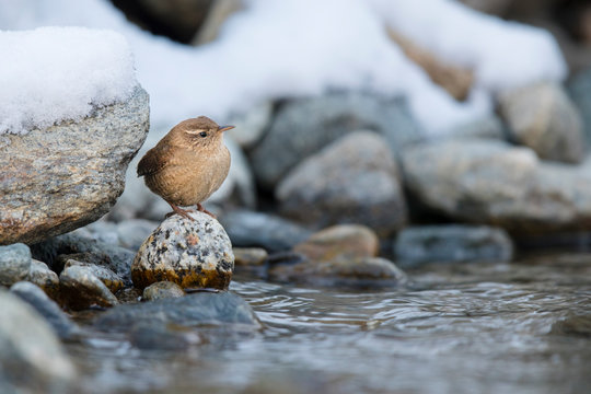 Zaunk&ouml;nig (Troglodytes troglodytes) sitzt auf Stein in winterlichem Bach