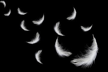 White feathers float in the dark.