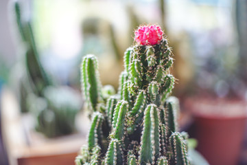 Close up mini Ruby Ball Cactus (Moon Cactus) with blurred background. /Gymnocalycium mihanovichii f. variegata )