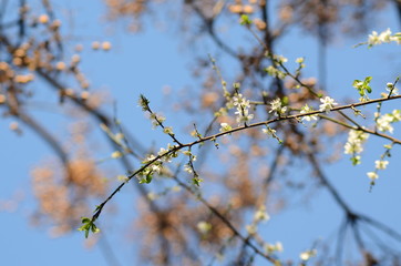 spring flowers