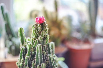 Close up mini Ruby Ball Cactus (Moon Cactus) with blurred background. /Gymnocalycium mihanovichii f. variegata )