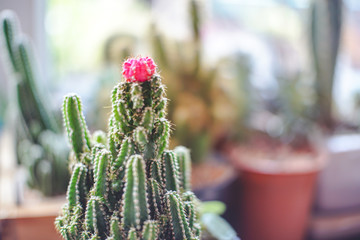 Close up mini Ruby Ball Cactus (Moon Cactus) with blurred background. /Gymnocalycium mihanovichii f. variegata )