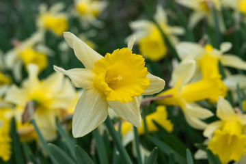Daffodil Flowers in Bloom in Winter