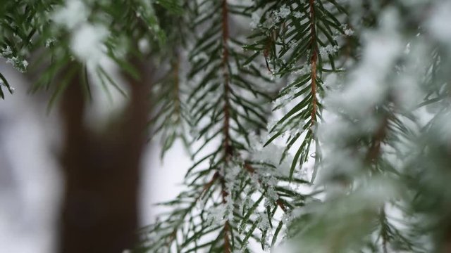 Needles from a pine-tree with snow and ice.