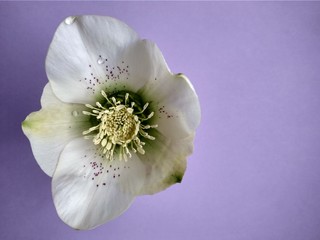 Fototapeta na wymiar Beautiful first spring flower hellebore on violet close up