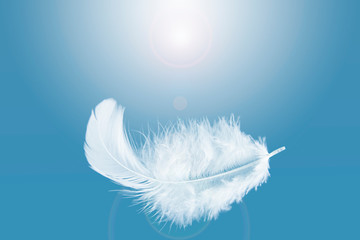 solf white feather float in the sky.