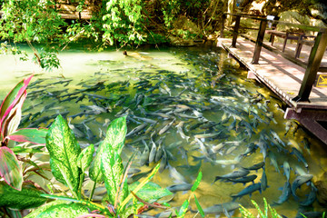 fish cave in thailand march 2019
