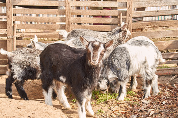 Little goats goat frolic