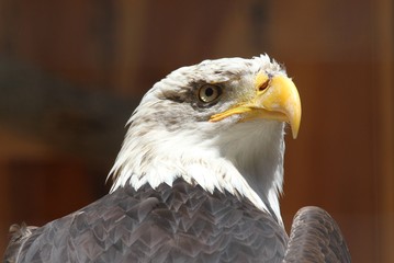 weißkopfseeadler