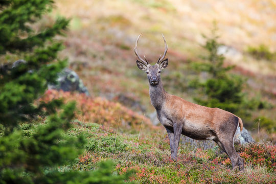 junger Rothirsch (Cervus elaphus) in herbstlicher Berglanschaft