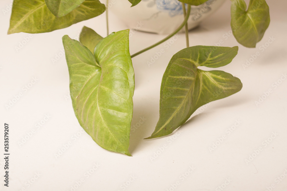 Wall mural green plant on a vase