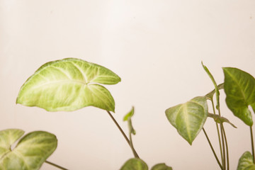green plant on a vase