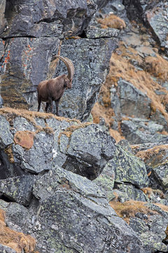 Alpensteinbock (capra ibex) in seinem nat&uuml;rlichem Umfeld. In den Stubaier Alpen aufgenommen 