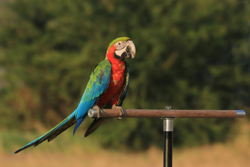One macaw parrot is on the perch.