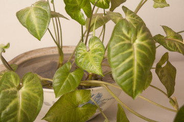 green plant on a vase