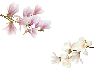 Blooming magnolia flower isolated on white background. © swisty242