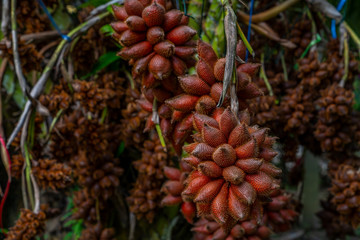 Fresh ripe red salak or shake fruit. Salacca zalacca - exotic tropical fruits. 