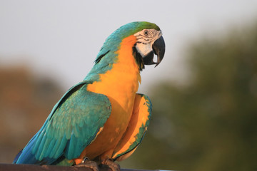 Colorful macaw parrot.