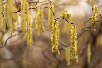 Kätzchen einer Korkenzieherhasel (Corylus avellana) im Frühjahr