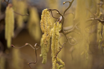 Kätzchen einer Korkenzieherhasel (Corylus avellana) im Frühjahr
