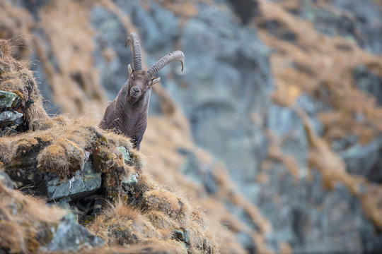 Alpensteinbock (capra ibex) in seinem natürlichem Umfeld. In den Stubaier Alpen aufgenommen 