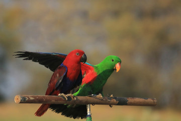 Two parrots are on the perch.