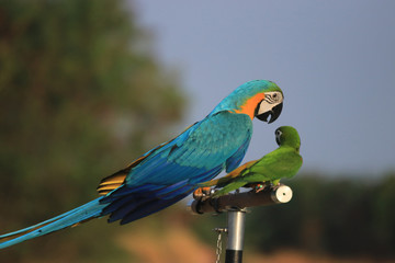 one parrot and one macaw are on the perch.