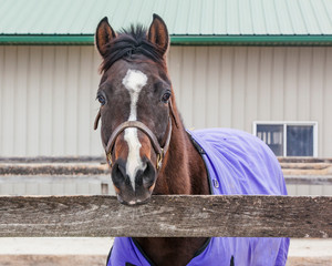 A bay  mare with a blaze and a purple blanket looking over a black fence and pole barn behind.
