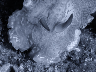 Nudibrach, Felimera Picta