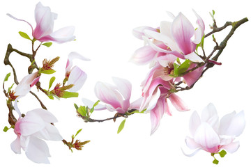 Bright big pink- white magnolia flowers white isolated