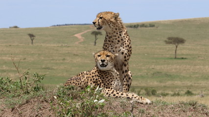 On the hunt