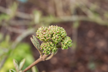 Fragrant Snowball Flower Buds in Winter