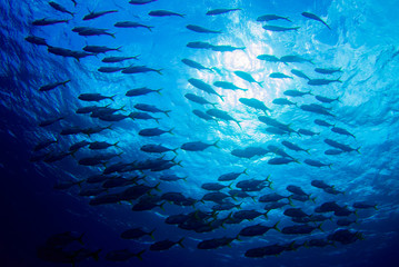A shot of a school of fish swimming in the ocean. As the camera was angled upwards the image...
