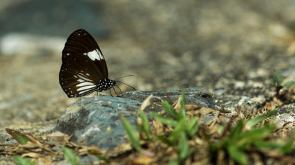 Small butterfly.