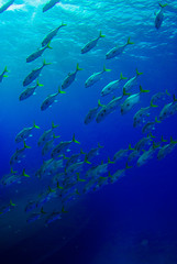 Fototapeta na wymiar A shot of a school of fish swimming in the ocean. As the camera was angled upwards the image contains a background created by the sky. The photo was taken in the Caribbean sea from Grand Cayman