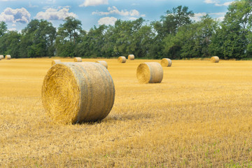 Hay harvest landscape 