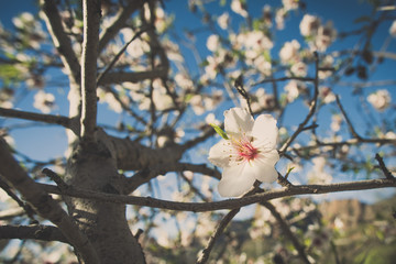 Flower almnond tree