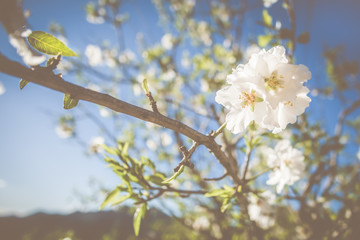 Flower light