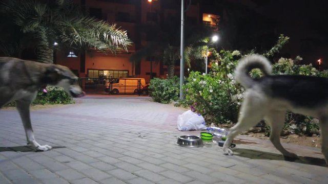 Husky and Saluki Drinking water in Turns