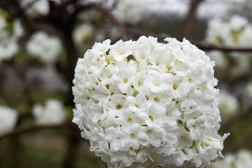 Fragrant Viburnum Flowers in Bloom in Winter