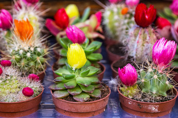 Obraz na płótnie Canvas Blossoming multicolor cactus flowers in flowerpot close up